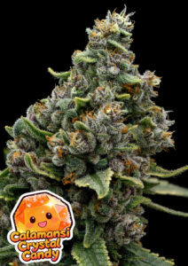 Anesia Seeds Calamansi Crystal Candy