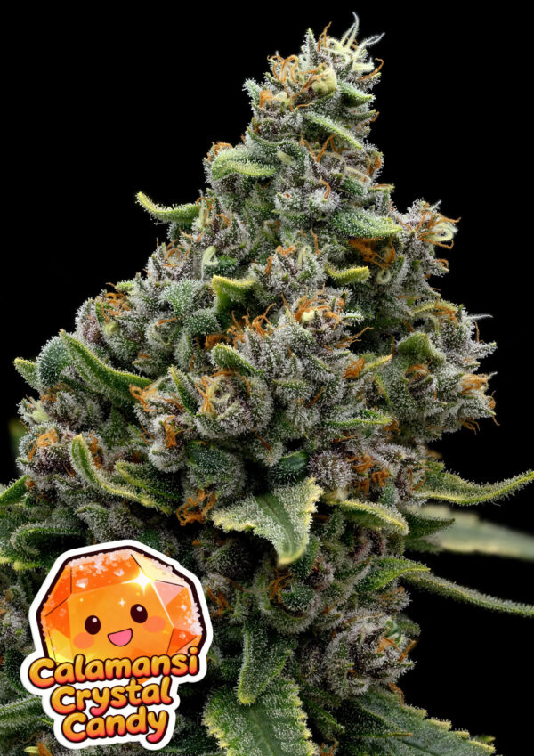 Anesia Seeds Calamansi Crystal Candy