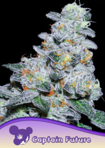 Anesia Seeds Captain Future