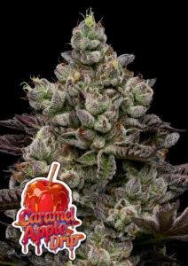 Anesia Seeds Caramel Apple Drip