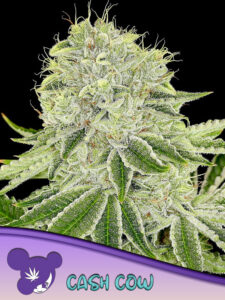 Anesia Seeds Cash Cow