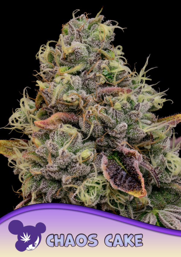 Anesia Seeds Chaos Cake