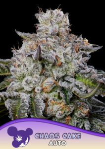 Anesia Seeds Chaos Cake AUTO