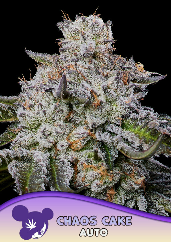 Anesia Seeds Chaos Cake AUTO