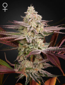 Green House Seeds Chemical Bride