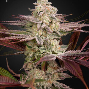 Green House Seeds Chemical Bride