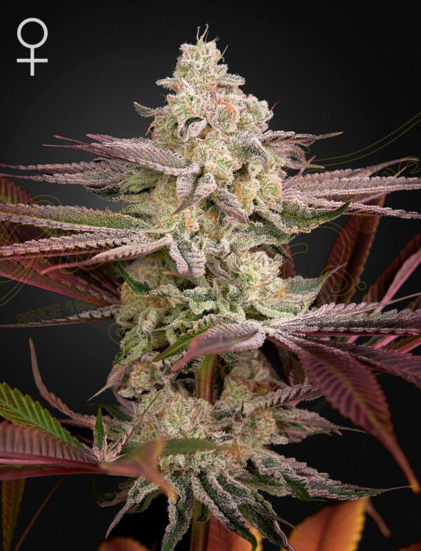 Green House Seeds Chemical Bride