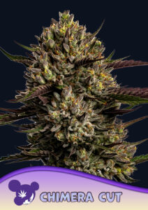 Anesia Seeds Chimera Cut