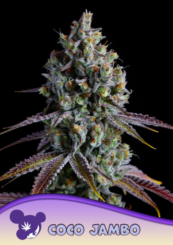 Anesia Seeds Coco Jambo