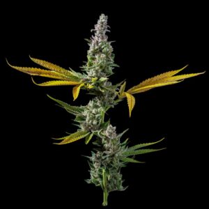 DNA Genetics Strawberry Banana