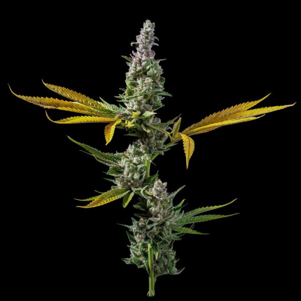DNA Genetics Strawberry Banana