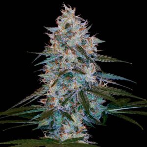 DNA Genetics Chocolope Kush