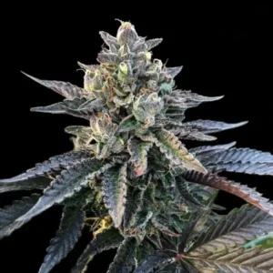 DNA Genetics Gelato Sorbet