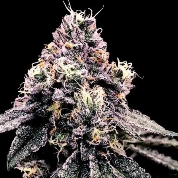 DNA Genetics Kosher Pie