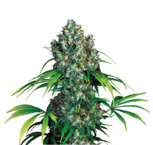 Serious Seeds Double Dutch