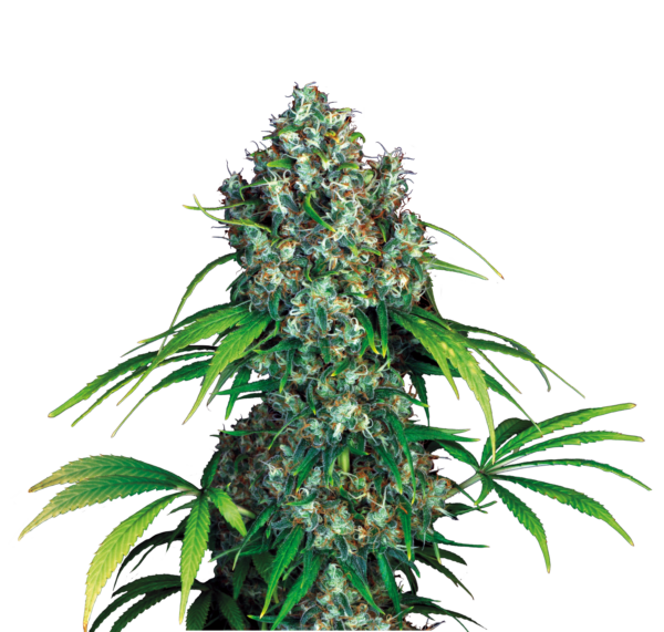 Serious Seeds Double Dutch