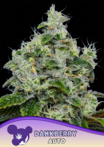 Anesia Seeds Dankberry AUTO