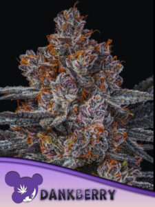 Anesia Seeds Dankberry