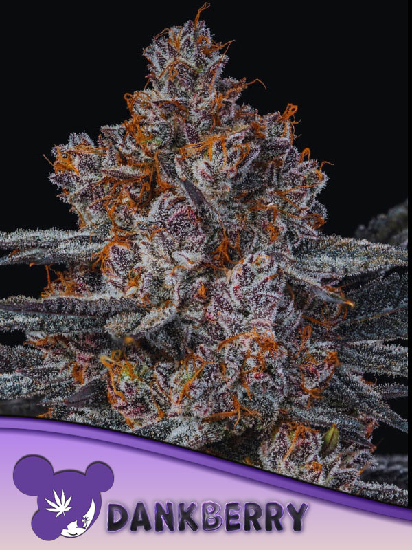 Anesia Seeds Dankberry