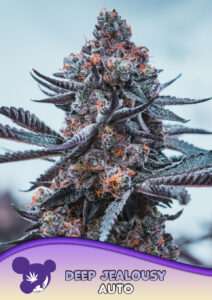 Anesia Seeds Deep Jealousy AUTO