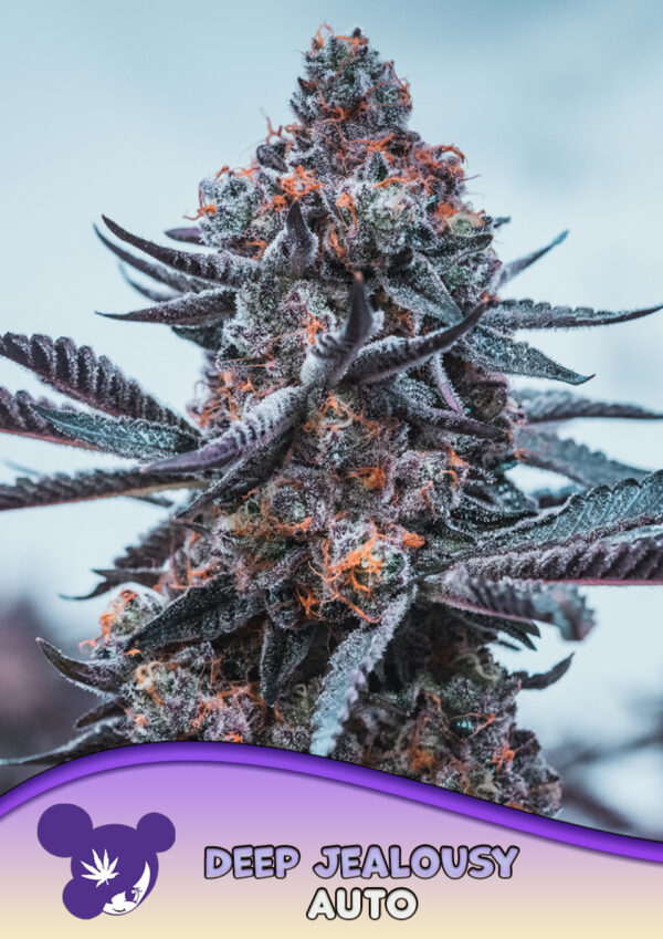 Anesia Seeds Deep Jealousy AUTO