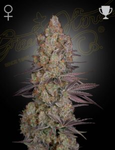 Green House Seeds Exodus Cheese