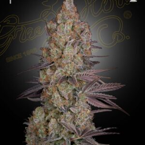 Green House Seeds Exodus Cheese