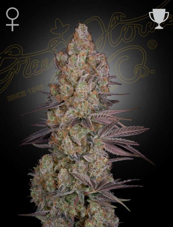 Green House Seeds Exodus Cheese