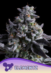 Anesia Seeds Elementz
