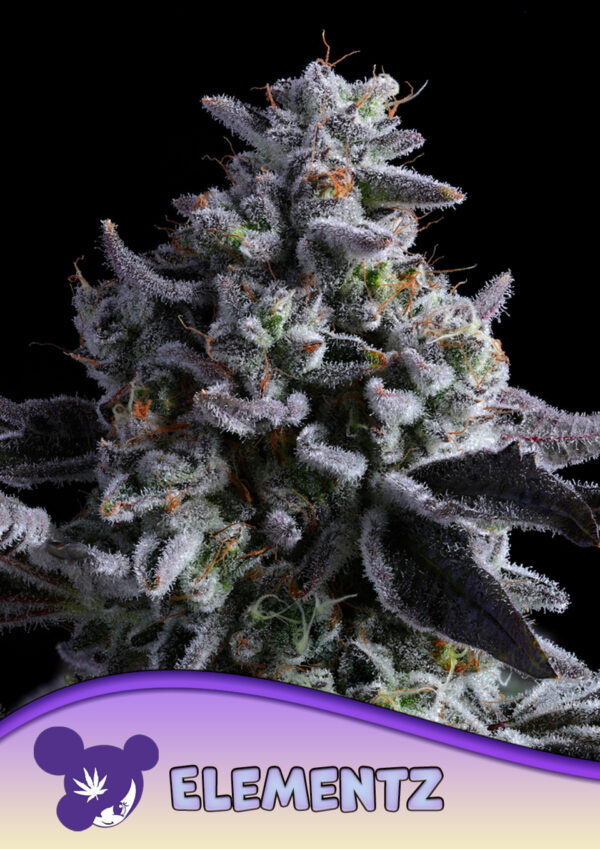 Anesia Seeds Elementz
