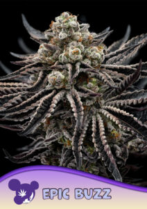 Anesia Seeds Epic Buzz