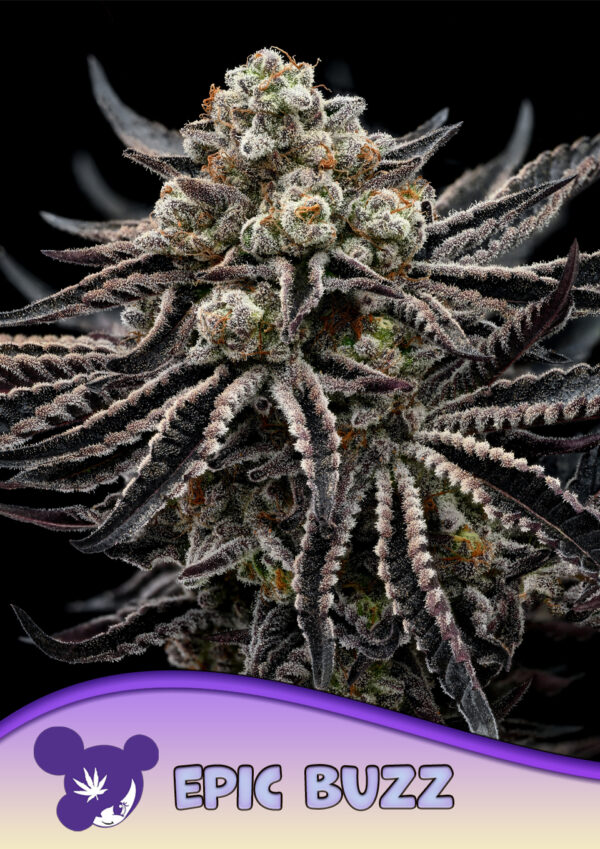 Anesia Seeds Epic Buzz