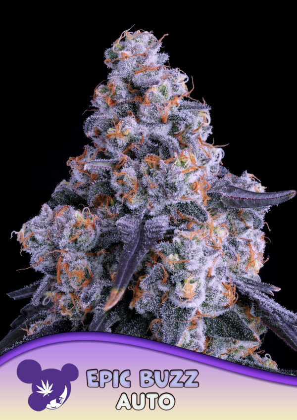 Anesia Seeds Epic Buzz AUTO