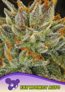 Anesia Seeds Fat Monkey AUTO