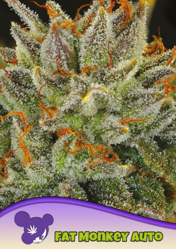 Anesia Seeds Fat Monkey AUTO