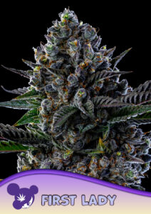 Anesia Seeds First Lady