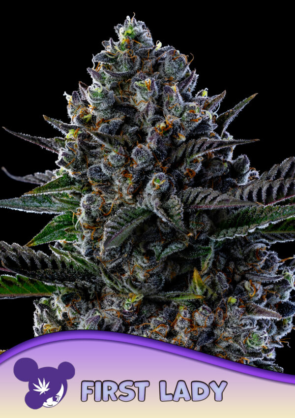 Anesia Seeds First Lady