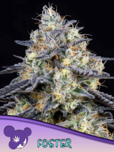 Anesia Seeds Foster