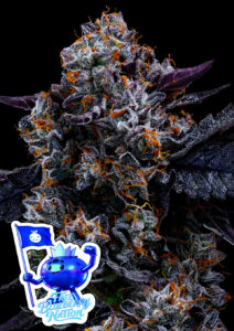 Anesia Seeds Free Blueberry Nation