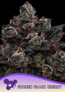 Anesia Seeds Frozen Black Cherry