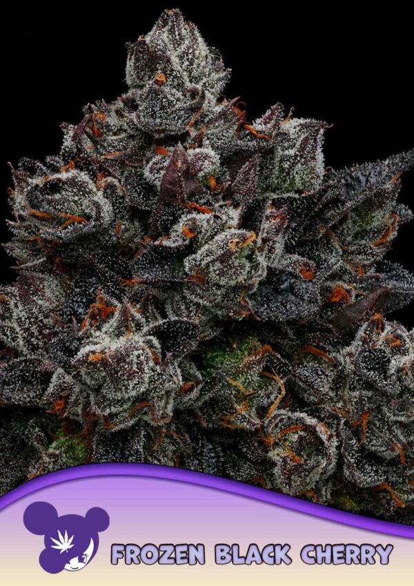 Anesia Seeds Frozen Black Cherry