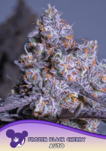 Anesia Seeds Frozen Black Cherry AUTO