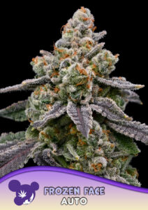 Anesia Seeds Frozen Face AUTO