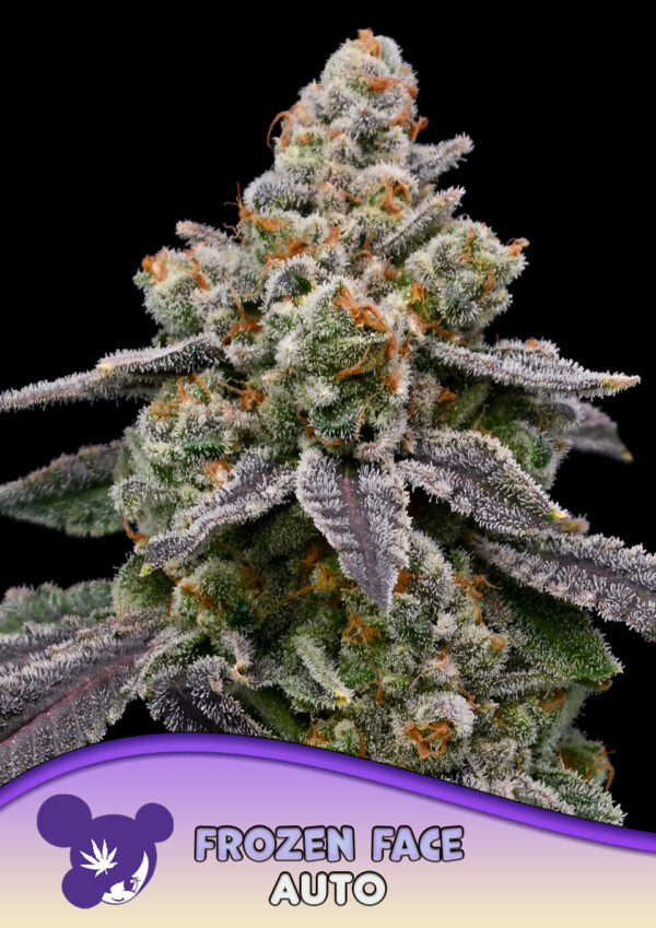 Anesia Seeds Frozen Face AUTO