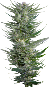 Serious Seeds Fruity Durban