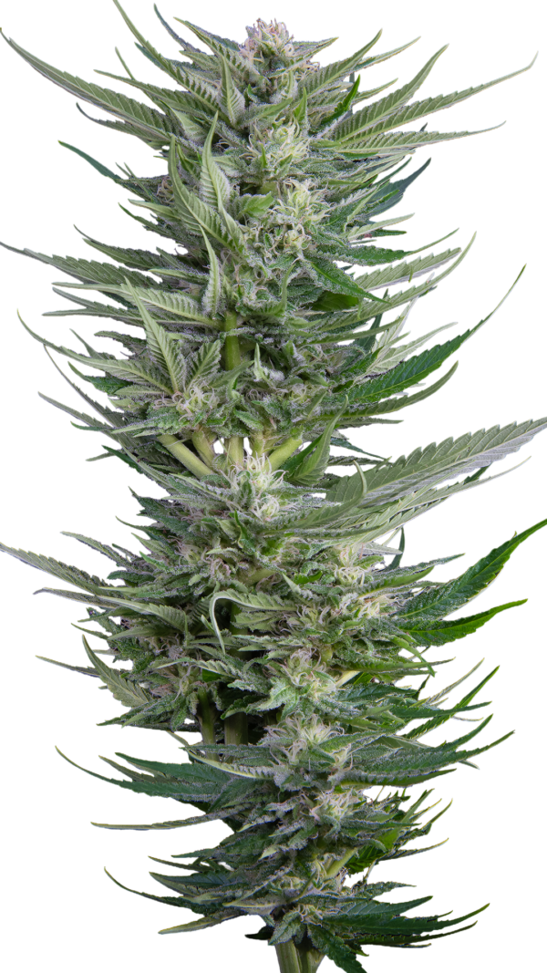Serious Seeds Fruity Durban