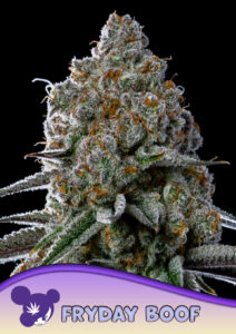 Anesia Seeds Fryday Boof