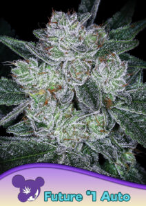 Anesia Seeds AUTO Future # 1