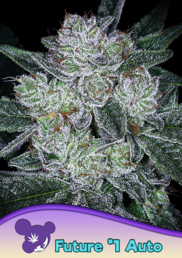 Anesia Seeds AUTO Future # 1