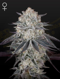 Green House Seeds Fullgas